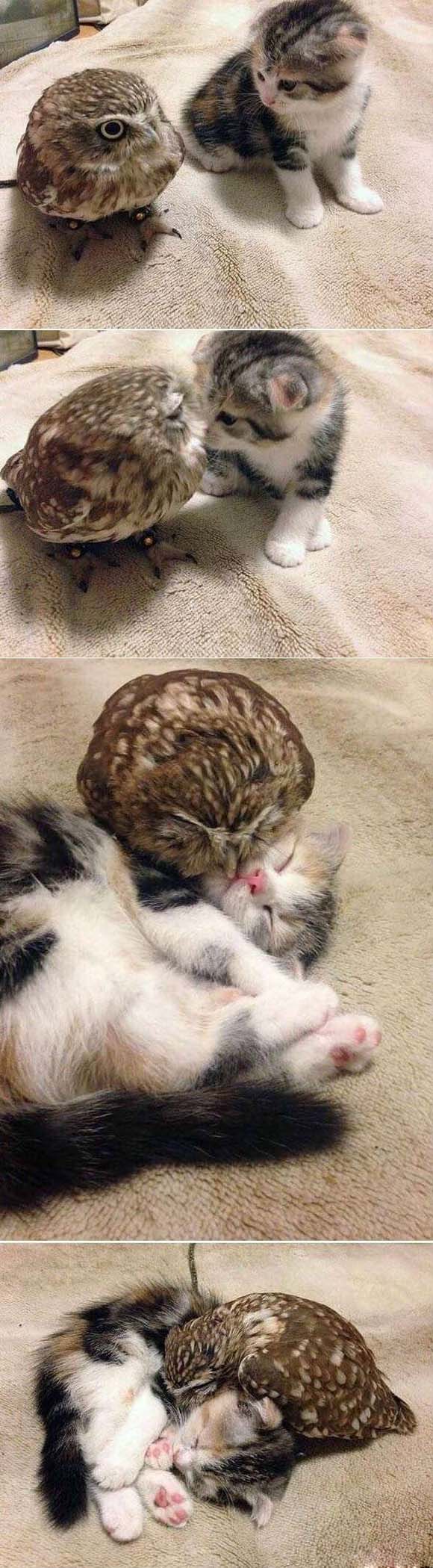 两小只真是太萌了,怎么这么可爱动物gif搞笑图片