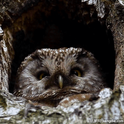 树洞里眨眼睛的猫头鹰gif动态图片动物gif搞笑图片