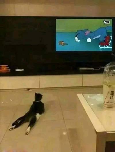 这就是入戏太深吗,简直也太搞笑了动物gif搞笑图片