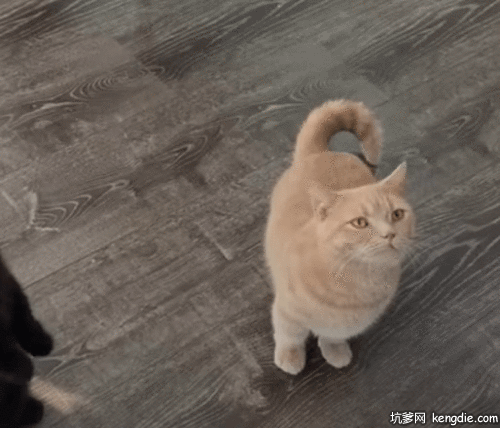 可爱的小猫咪求主人喂饭小猫咪动态图片动物gif搞笑图片