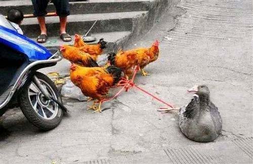 鸡鸭拔河比赛动物gif搞笑图片