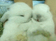 怎么这么可爱,简直萌死人了动物gif搞笑图片