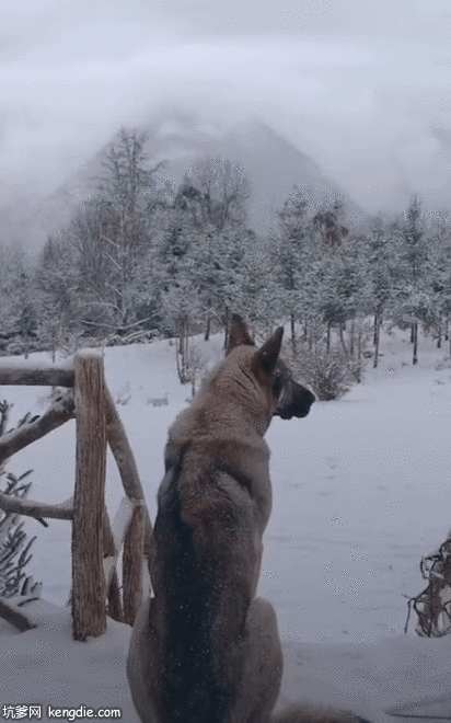 雪原狼狗守护着自己的家园gif动态图片动物gif搞笑图片