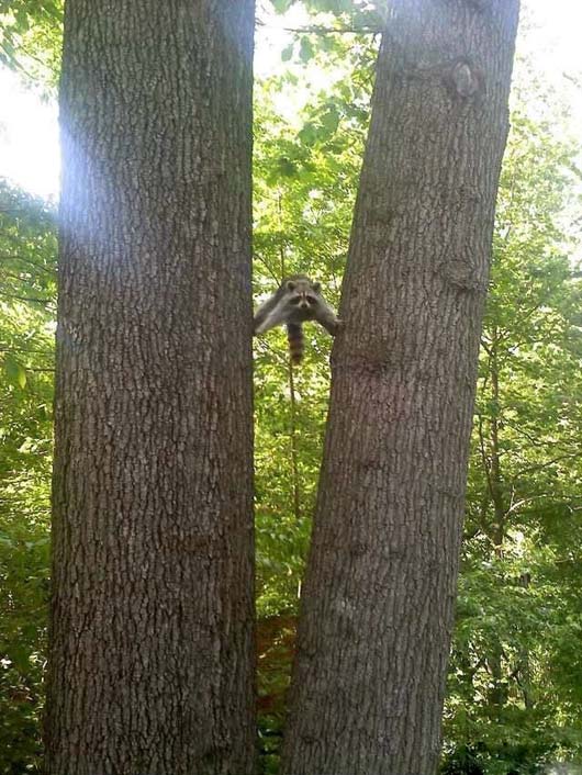 这是什么爬树姿势,还能这样玩吗动物gif搞笑图片