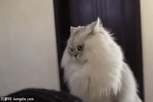 长着长毛的猫咪生气gif动态图片动物gif搞笑图片