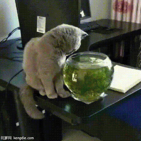 淘气的猫猫绊倒鱼盆搞笑动图动物gif搞笑图片