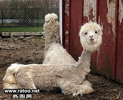 骆驼图片大全动物gif搞笑图片