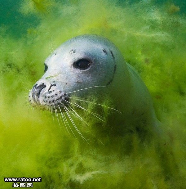 海豹图片大全动物gif搞笑图片