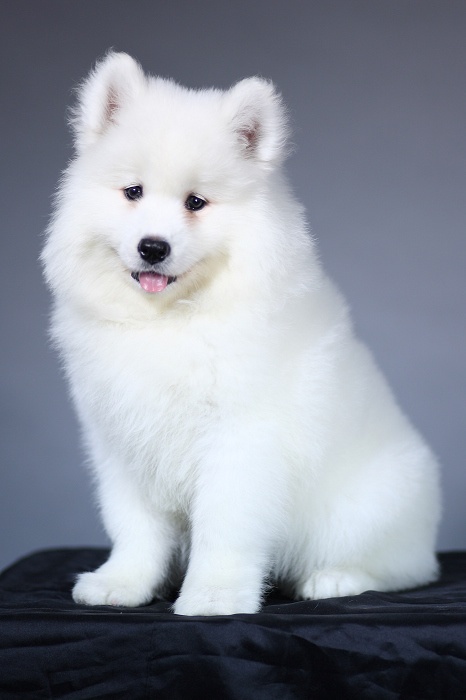 微笑天使长毛大型犬萨摩耶图片大全动物gif搞笑图片