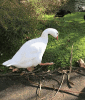 刚才一定发生了惨烈的大战鸭子GIF动图动物gif搞笑图片