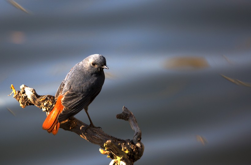 红尾水鸲动物壁纸动物gif搞笑图片