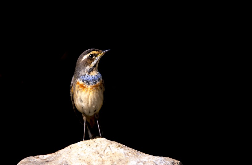 蓝点颏动物壁纸动物gif搞笑图片