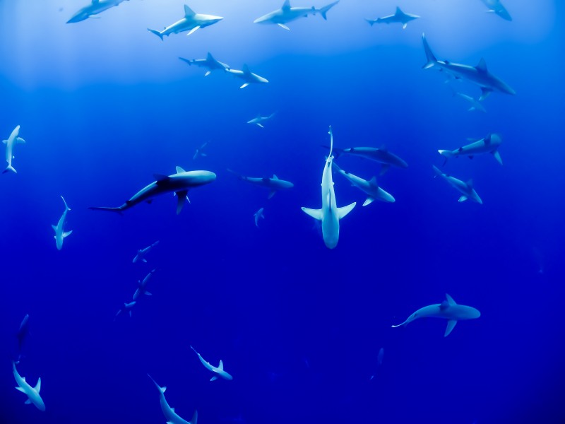 海里的鲨鱼动物壁纸动物gif搞笑图片