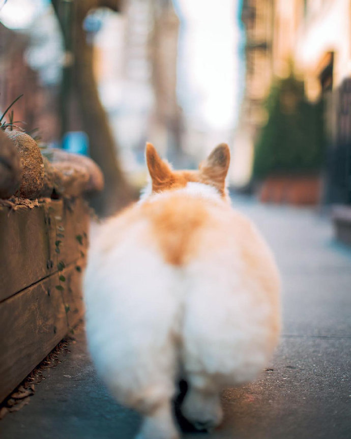 行走的蜜桃动物gif搞笑图片