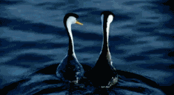 䴙䴘(pì tī)是一种水鸟，平时优雅地浮在水上看看动物gif搞笑图片