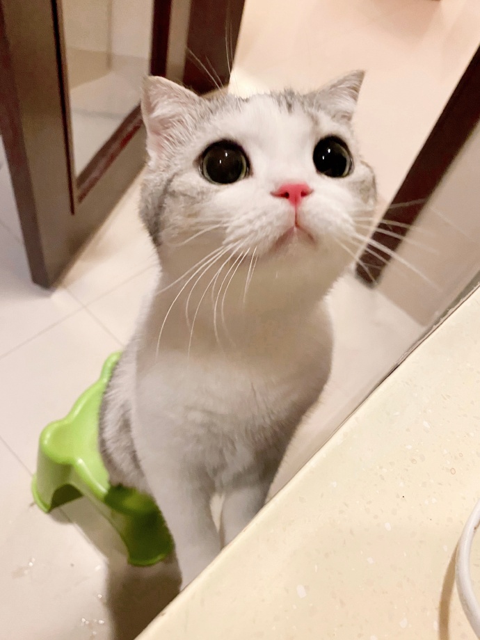 可以给我吃小鱼干么动物gif搞笑图片