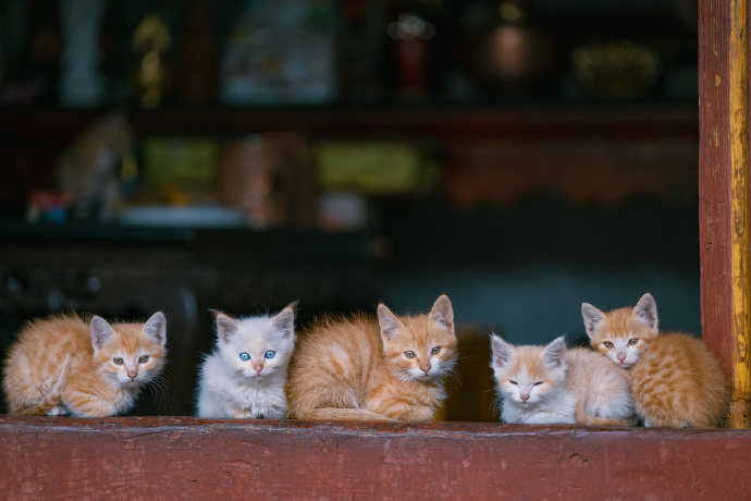 五朵金花，今日最佳动物gif搞笑图片