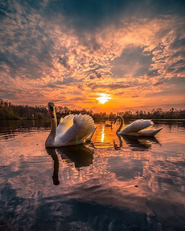 天鹅的爱情动物gif搞笑图片