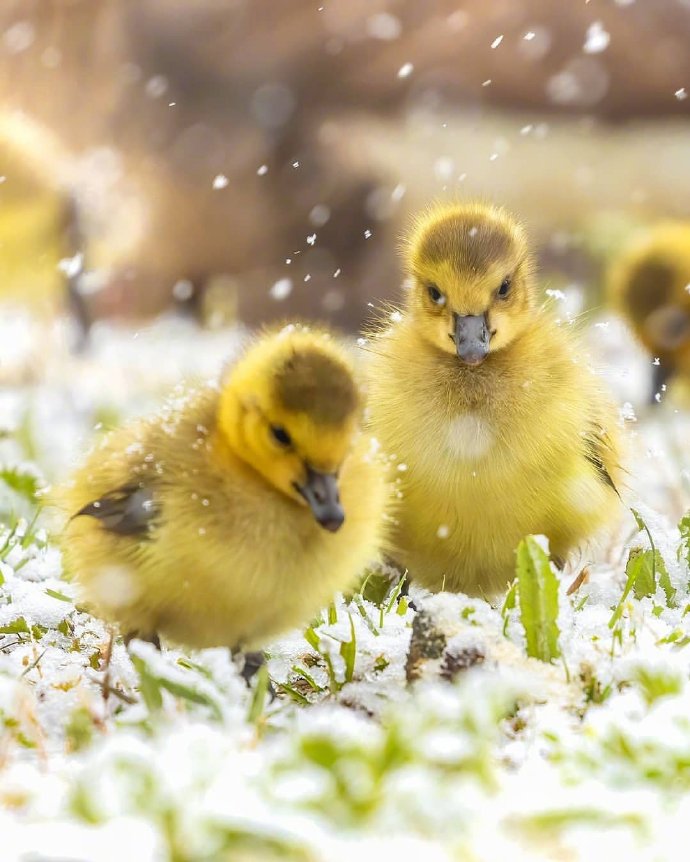 充满灵气的动物们动物gif搞笑图片