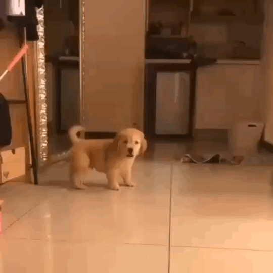 迷你金毛动物gif搞笑图片