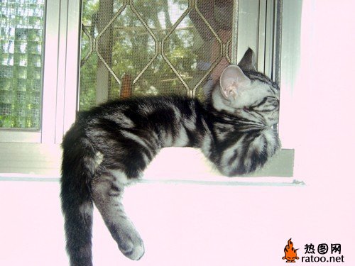 动物睡姿动物gif搞笑图片