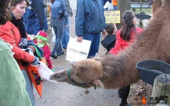 骆驼搞笑图片动物gif搞笑图片