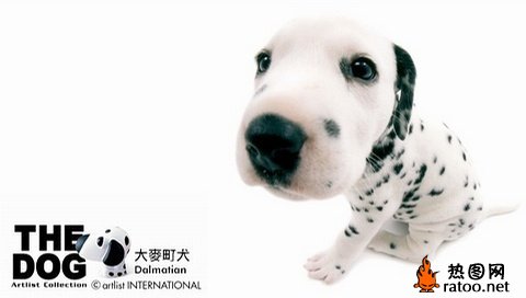 世界名犬幼年萌照动物gif搞笑图片