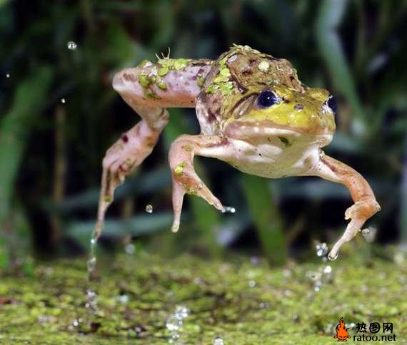 动物高清镜头抓拍的完美瞬间动物gif搞笑图片