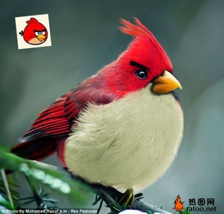 愤怒的小鸟现实版动物gif搞笑图片