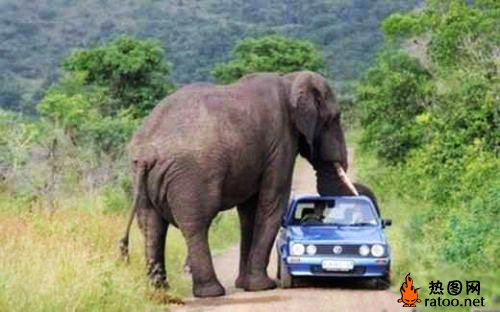 动物发飙动物gif搞笑图片