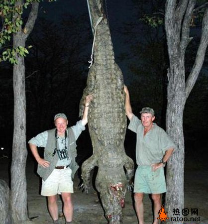 猎枪下的巨型动物动物gif搞笑图片