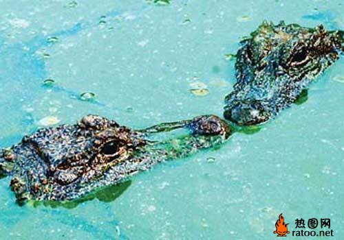 实拍鳄鱼交配场景动物gif搞笑图片