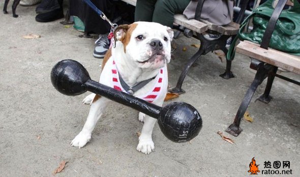 万圣节狗狗大游行动物gif搞笑图片