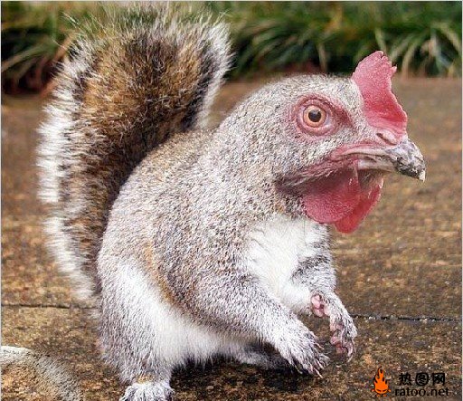 ps动物合成动物gif搞笑图片