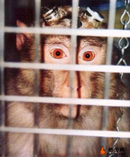 动物实验室动物gif搞笑图片