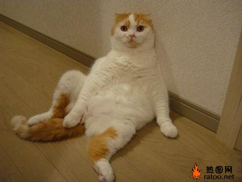 猫咪坐姿大赛动物gif搞笑图片