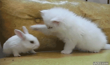 兔子表示不服动物gif搞笑图片