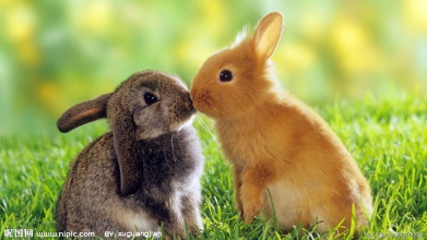 动物之间的恋爱动物gif搞笑图片