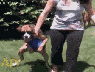 主人，我还没玩够呢动物gif搞笑图片