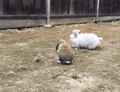 看准时机，一跃而过动物gif搞笑图片