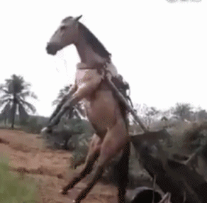 累死累活给主人拉货，这样对我真的好吗动物gif搞笑图片