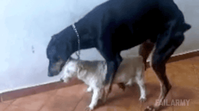 没感觉呀！动物gif搞笑图片