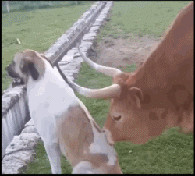 为什么要做舔狗，是压力太大了？动物gif搞笑图片