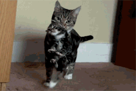 猫狗干仗动物gif搞笑图片