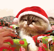 走开！都是我的动物gif搞笑图片