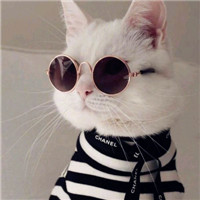 可爱萌猫ins头像_超好看的萌猫咪动物gif搞笑图片