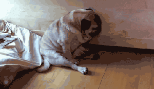 欢乐搞笑宠物gif_开心是它们的常态动物gif搞笑图片