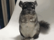 搞笑动物_被征服的仓鼠动物gif搞笑图片