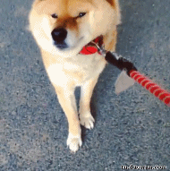 我累了！不走了动物gif搞笑图片