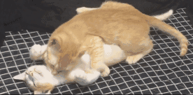 学习的真谛,教授所言极是!动物gif搞笑图片